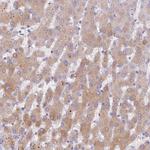 PZP Antibody in Immunohistochemistry (Paraffin) (IHC (P))