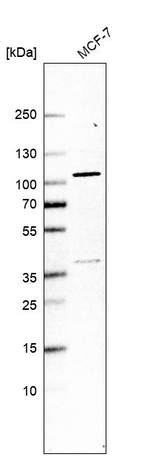 TELO2 Antibody in Western Blot (WB)