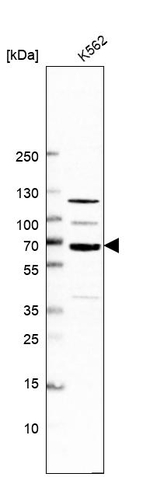 POLR3E Antibody in Western Blot (WB)