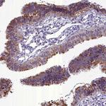 C16orf48 Antibody in Immunohistochemistry (Paraffin) (IHC (P))