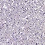 C16orf48 Antibody in Immunohistochemistry (Paraffin) (IHC (P))