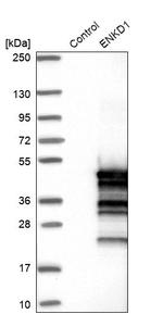 C16orf48 Antibody in Western Blot (WB)
