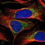 RBFA Polyclonal Antibody