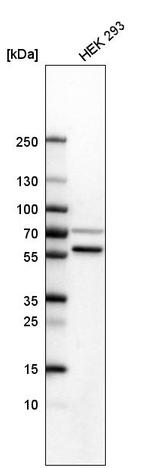 SETD6 Polyclonal Antibody