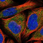 RIC8A Polyclonal Antibody