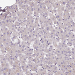RIC8A Antibody in Immunohistochemistry (Paraffin) (IHC (P))