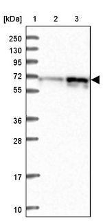 RIC8A Antibody in Western Blot (WB)