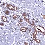 LEUTX Antibody in Immunohistochemistry (Paraffin) (IHC (P))