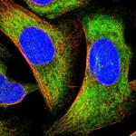 PPP1R37 Antibody in Immunocytochemistry (ICC/IF)
