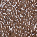 TMEM205 Antibody in Immunohistochemistry (IHC)