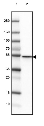 CD2BP2 Antibody in Western Blot (WB)