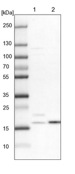 NDUFA8 Antibody in Western Blot (WB)