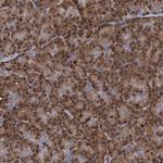 TRAC-1 Polyclonal Antibody