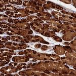 CEP44 Polyclonal Antibody