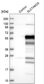 S7A6O Antibody in Western Blot (WB)