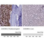 CCDC86 Antibody in Immunohistochemistry (IHC)