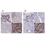 CCDC86 Antibody in Immunohistochemistry (IHC)