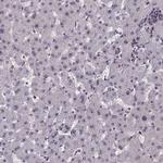CCDC86 Antibody in Immunohistochemistry (IHC)