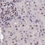 CCDC86 Antibody in Immunohistochemistry (IHC)