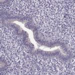 PRSS54 Antibody in Immunohistochemistry (IHC)