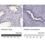 PRSS54 Antibody
