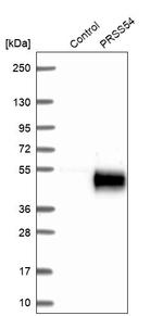 PRSS54 Antibody in Western Blot (WB)