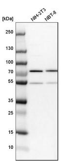 KARS Antibody in Western Blot (WB)