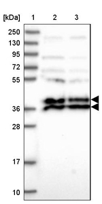 LCMT1 Antibody in Western Blot (WB)