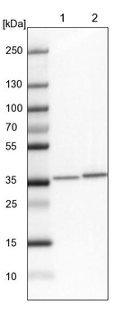 LCMT1 Antibody in Western Blot (WB)