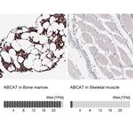 ABCA7 Antibody