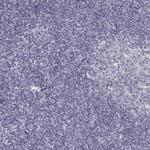 PABPC1L2A Antibody in Immunohistochemistry (Paraffin) (IHC (P))