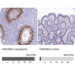 FAM169A Antibody