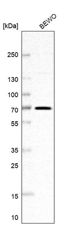 FAM169A Antibody in Western Blot (WB)