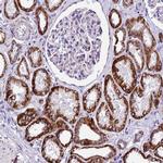 WDR22 Antibody in Immunohistochemistry (Paraffin) (IHC (P))