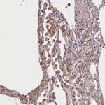 DUOXA1 Antibody in Immunohistochemistry (Paraffin) (IHC (P))
