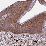DUOXA1 Antibody in Immunohistochemistry (Paraffin) (IHC (P))