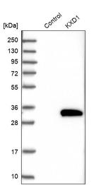 KXD1 Antibody in Western Blot (WB)