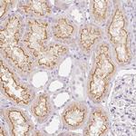 SGLT2 Antibody in Immunohistochemistry (Paraffin) (IHC (P))