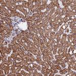 SEC24D Antibody in Immunohistochemistry (Paraffin) (IHC (P))