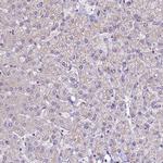 ANO3 Antibody in Immunohistochemistry (Paraffin) (IHC (P))