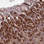 SLC15A5 Antibody in Immunohistochemistry (Paraffin) (IHC (P))