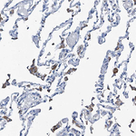FREM3 Antibody in Immunohistochemistry (Paraffin) (IHC (P))