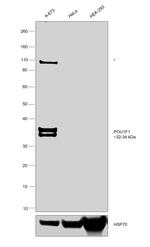 PIT1 Antibody in Western Blot (WB)