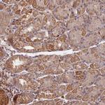 GREB1L Polyclonal Antibody