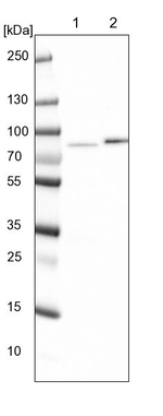 KLHDC4 Antibody in Western Blot (WB)
