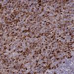 APOB48R Polyclonal Antibody
