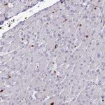 APOB48R Antibody in Immunohistochemistry (IHC)