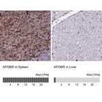 APOB48R Antibody