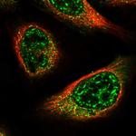 C15orf57 Polyclonal Antibody