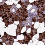 C15orf57 Antibody in Immunohistochemistry (Paraffin) (IHC (P))